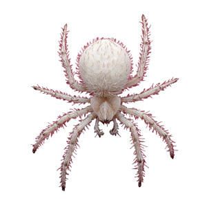 White Furry Spider Vinyl Car Decal Sticker – Waterproof & UV-Resistant 3.4133333333333336"