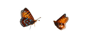 Butterflies On Daisy Vinyl Car Decal Sticker – Waterproof & UV-Resistant 2.72"