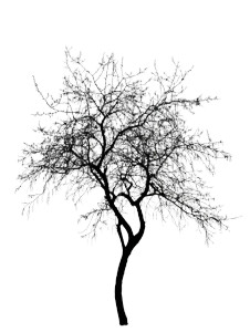 Wintersweet Silhouette Vinyl Car Decal Sticker – Waterproof & UV-Resistant 4.1066666666666665"