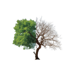 Green And Dry Trees Vinyl Car Decal Sticker – Waterproof & UV-Resistant 6.826666666666667"