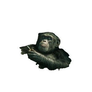 Smoking Chimpanzee Vinyl Car Decal Sticker – Waterproof & UV-Resistant 6.826666666666667"