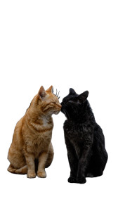 Kissing Cats V2 Vinyl Car Decal Sticker – Waterproof & UV-Resistant 9.706666666666667"