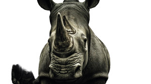 Dystopic Rhino Portrait Vinyl Car Decal Sticker – Waterproof & UV-Resistant 2.72"