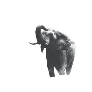 Trumpeting Elephant Vinyl Car Decal Sticker – Waterproof & UV-Resistant 3.4133333333333336" Trumpeting Elephant Vinyl Car Decal Sticker – Waterproof & UV-Resistant 3.4133333333333336"