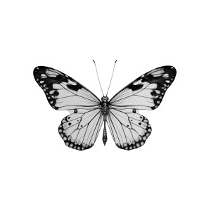 Symmetrical Butterfly Sketch Vinyl Car Decal Sticker – Waterproof & UV-Resistant 3.4133333333333336" Symmetrical Butterfly Sketch Vinyl Car Decal Sticker – Waterproof & UV-Resistant 3.4133333333333336"