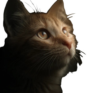 Cat V185 Vinyl Car Decal Sticker – Waterproof & UV-Resistant 3.4133333333333336"