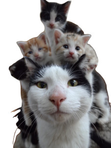 Chaotic Cat Family Vinyl Car Decal Sticker – Waterproof & UV-Resistant 4.1066666666666665"