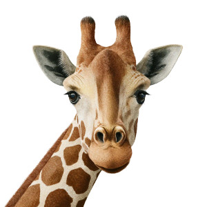 Illustrated Giraffe Vinyl Car Decal Sticker – Waterproof & UV-Resistant 3.4133333333333336"