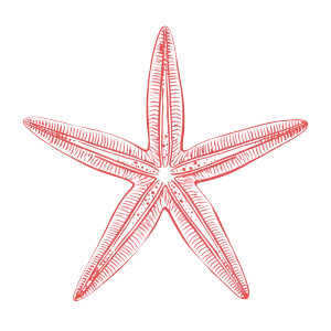 Starfish Drawing Vinyl Car Decal Sticker – Waterproof & UV-Resistant 6.826666666666667" Starfish Drawing Vinyl Car Decal Sticker – Waterproof & UV-Resistant 6.826666666666667"