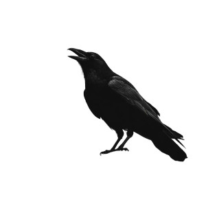 Silhouette Raven Vinyl Car Decal Sticker – Waterproof & UV-Resistant 3.4133333333333336" Silhouette Raven Vinyl Car Decal Sticker – Waterproof & UV-Resistant 3.4133333333333336"