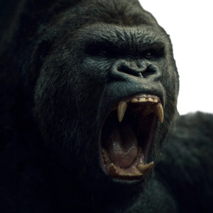 Roaring Gorilla Close-Up Vinyl Car Decal Sticker – Waterproof & UV-Resistant 3.4133333333333336"