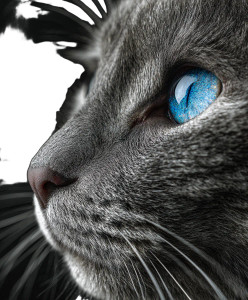 Gray Cat V2 Vinyl Car Decal Sticker – Waterproof & UV-Resistant 8.0"