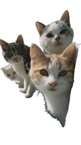 Cats On Fence Vinyl Car Decal Sticker – Waterproof & UV-Resistant 4.8533333333333335"