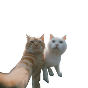 Cats Taking Selfie V17 Vinyl Car Decal Sticker – Waterproof & UV-Resistant 6.826666666666667" Cats Taking Selfie V17 Vinyl Car Decal Sticker – Waterproof & UV-Resistant 6.826666666666667"