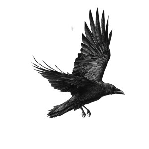 Downward Flying Crow Vinyl Car Decal Sticker – Waterproof & UV-Resistant 3.4133333333333336" Downward Flying Crow Vinyl Car Decal Sticker – Waterproof & UV-Resistant 3.4133333333333336"