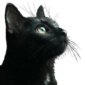 Cat V204 Vinyl Car Decal Sticker – Waterproof & UV-Resistant 3.4133333333333336"