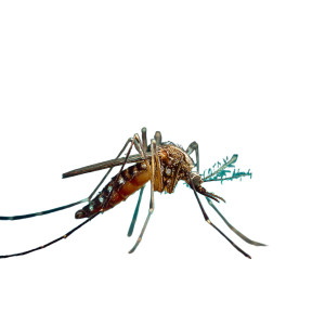 Aedes Mosquito Close-Up Vinyl Car Decal Sticker – Waterproof & UV-Resistant 3.4133333333333336" Aedes Mosquito Close-Up Vinyl Car Decal Sticker – Waterproof & UV-Resistant 3.4133333333333336"