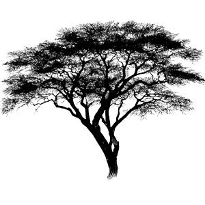 Acacia Tree Silhouette Vinyl Car Decal Sticker – Waterproof & UV-Resistant 3.4133333333333336"
