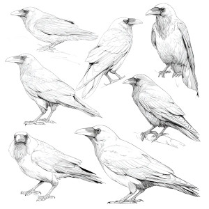 Seven Ravens Art Vinyl Car Decal Sticker – Waterproof & UV-Resistant 3.4133333333333336" Seven Ravens Art Vinyl Car Decal Sticker – Waterproof & UV-Resistant 3.4133333333333336"