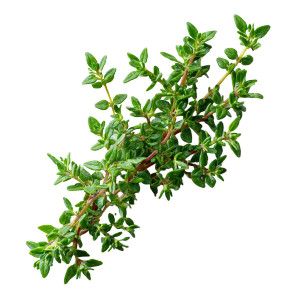 Thyme Vinyl Car Decal Sticker – Waterproof & UV-Resistant 3.4133333333333336"