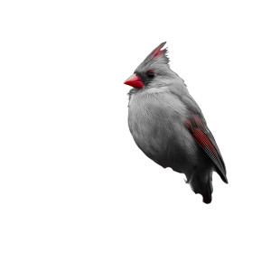Cardinal On Holly Vinyl Car Decal Sticker – Waterproof & UV-Resistant 3.4133333333333336" Cardinal On Holly Vinyl Car Decal Sticker – Waterproof & UV-Resistant 3.4133333333333336"