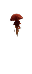 Red Jellyfish Serenity Vinyl Car Decal Sticker – Waterproof & UV-Resistant 11.2"
