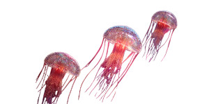 Sparkling Jellyfish Reef Vinyl Car Decal Sticker – Waterproof & UV-Resistant 5.12" Sparkling Jellyfish Reef Vinyl Car Decal Sticker – Waterproof & UV-Resistant 5.12"