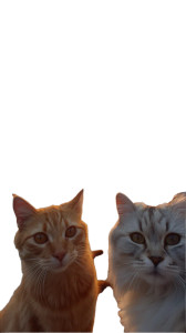 Ginger And White Cats Vinyl Car Decal Sticker – Waterproof & UV-Resistant 4.8533333333333335"