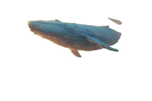 Giant Flying Whales Vinyl Car Decal Sticker – Waterproof & UV-Resistant 2.986666666666667"