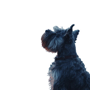 Mini Schnauzer Stargazing Vinyl Car Decal Sticker – Waterproof & UV-Resistant 6.826666666666667"