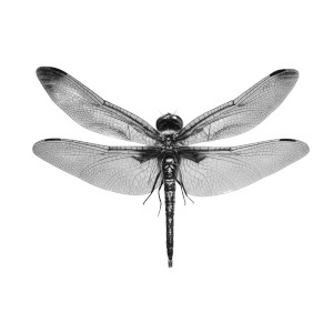 Black White Dragonfly Vinyl Car Decal Sticker – Waterproof & UV-Resistant 3.4133333333333336"