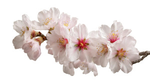 Almond Blossoms Vinyl Car Decal Sticker – Waterproof & UV-Resistant 5.4
