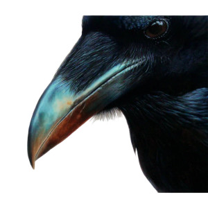 Raven'S Beak Vinyl Car Decal Sticker – Waterproof & UV-Resistant 6.826666666666667" Raven'S Beak Vinyl Car Decal Sticker – Waterproof & UV-Resistant 6.826666666666667"