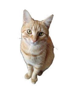 Golden Shaded Cat V2 Vinyl Car Decal Sticker – Waterproof & UV-Resistant 4.1066666666666665"