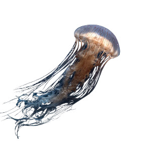 Space Jellyfish V3 Vinyl Car Decal Sticker – Waterproof & UV-Resistant 3.4133333333333336"