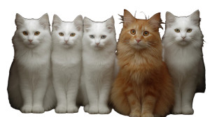 Cats Gathering Vinyl Car Decal Sticker – Waterproof & UV-Resistant 2.72"