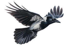Flying Pied Crow Vinyl Car Decal Sticker – Waterproof & UV-Resistant 2.986666666666667"
