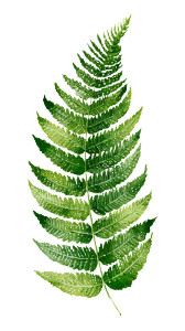 Open Fern Leaf Vinyl Car Decal Sticker – Waterproof & UV-Resistant 4.8533333333333335"