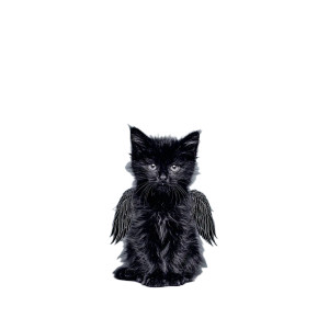 Fluffy Angel Kitten Vinyl Car Decal Sticker – Waterproof & UV-Resistant 6.826666666666667" Fluffy Angel Kitten Vinyl Car Decal Sticker – Waterproof & UV-Resistant 6.826666666666667"