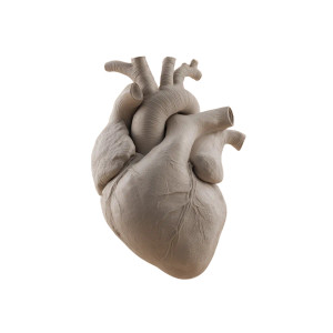 Anatomical Heart Render Vinyl Car Decal Sticker – Waterproof & UV-Resistant 6.826666666666667" Anatomical Heart Render Vinyl Car Decal Sticker – Waterproof & UV-Resistant 6.826666666666667"