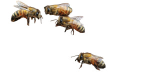 Bees Building Hive Vinyl Car Decal Sticker – Waterproof & UV-Resistant 5.4