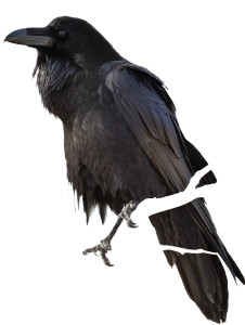 Raven On Branch V2 Vinyl Car Decal Sticker – Waterproof & UV-Resistant 8.213333333333333"