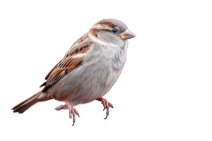 House Sparrow Closeup Vinyl Car Decal Sticker – Waterproof & UV-Resistant 5.97333333333333 House Sparrow Closeup Vinyl Car Decal Sticker – Waterproof & UV-Resistant 5.97333333333333