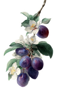Plums And Flowers Vinyl Car Decal Sticker – Waterproof & UV-Resistant 4.4