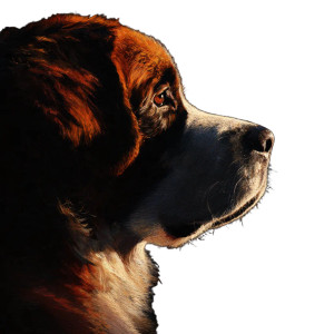 Saint Bernard Silhouette Vinyl Car Decal Sticker – Waterproof & UV-Resistant 3.4133333333333336"