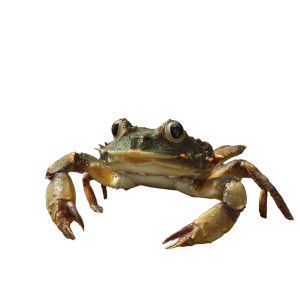 Crab Frog Hybrid Vinyl Car Decal Sticker – Waterproof & UV-Resistant 3.4133333333333336" Crab Frog Hybrid Vinyl Car Decal Sticker – Waterproof & UV-Resistant 3.4133333333333336"