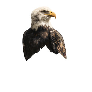 Eagle Illustration V2 Vinyl Car Decal Sticker – Waterproof & UV-Resistant 3.4133333333333336" Eagle Illustration V2 Vinyl Car Decal Sticker – Waterproof & UV-Resistant 3.4133333333333336"