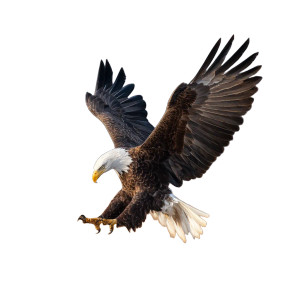 Bald Eagle Prey V2 Vinyl Car Decal Sticker – Waterproof & UV-Resistant 3.4133333333333336" Bald Eagle Prey V2 Vinyl Car Decal Sticker – Waterproof & UV-Resistant 3.4133333333333336"