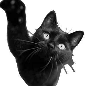 Stretching Black Cat V2 Vinyl Car Decal Sticker – Waterproof & UV-Resistant 3.4133333333333336" Stretching Black Cat V2 Vinyl Car Decal Sticker – Waterproof & UV-Resistant 3.4133333333333336"