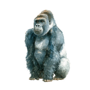 Watercolor Gorilla Vinyl Car Decal Sticker – Waterproof & UV-Resistant 3.4133333333333336" Watercolor Gorilla Vinyl Car Decal Sticker – Waterproof & UV-Resistant 3.4133333333333336"